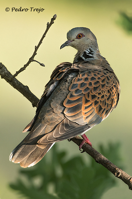 Tortola común (Streptopelia turtur)